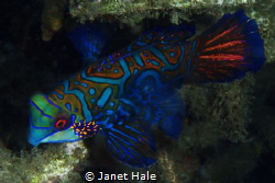 A Mandarin fish that seemed to come toward me, instead of... by Janet Hale 